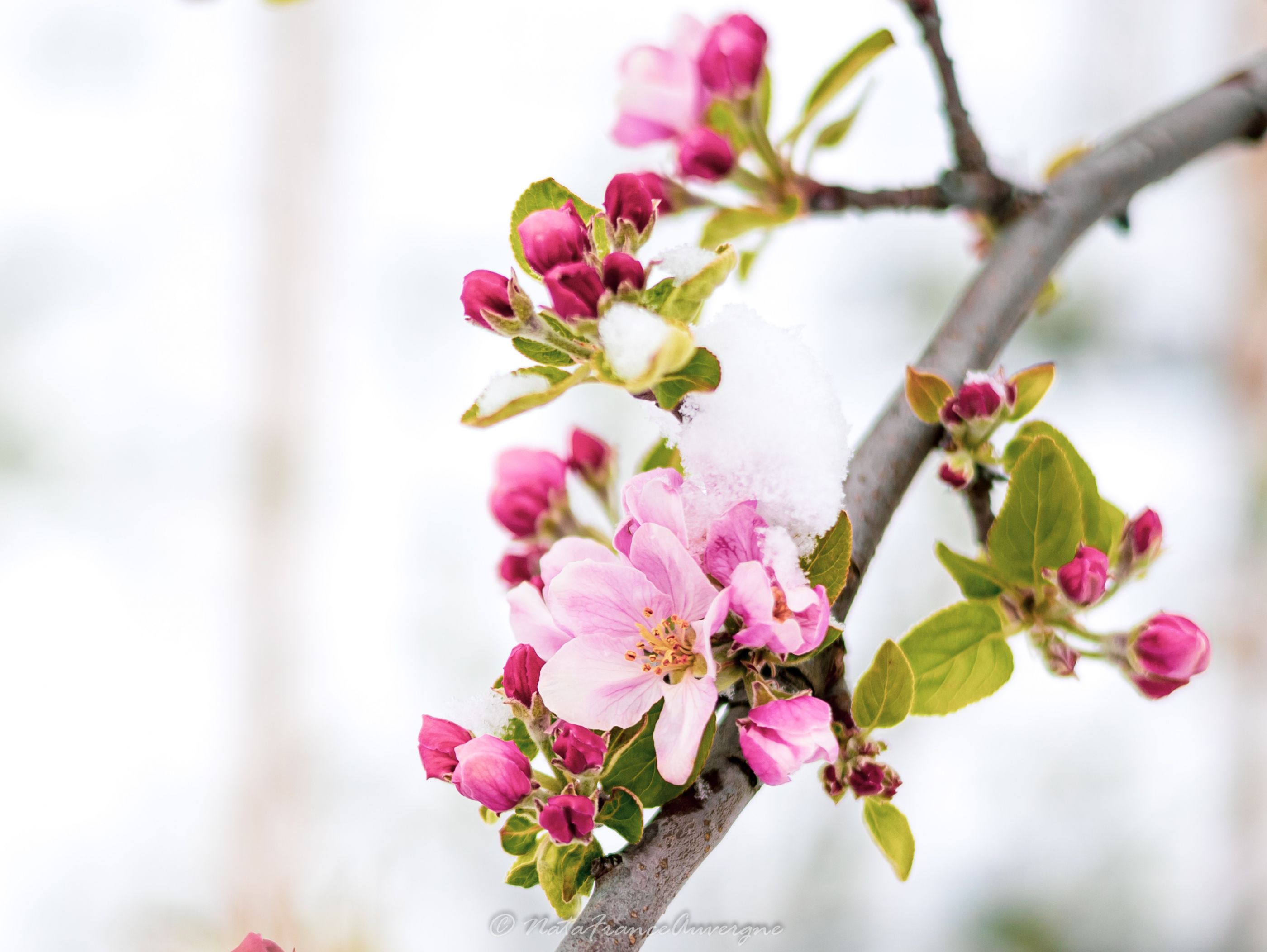 Fleurs & Neige en avril 2022 by NataFranceAuvergne-5